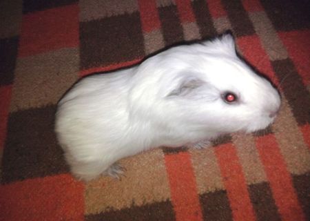 porcusor de guineea
