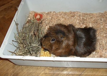 Porcusor de Guineea