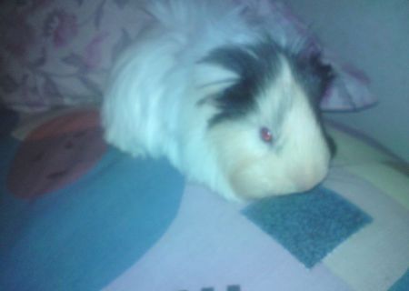 porcusor de guineea