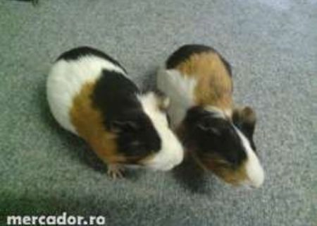 Porcusori de guineea