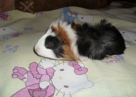 porcusori de guineea