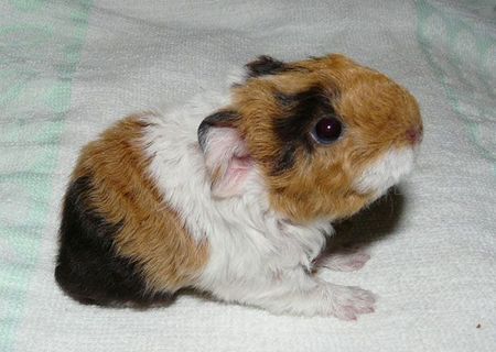 Porcusori de guineea de rasa Porcusori de guineea de rasa