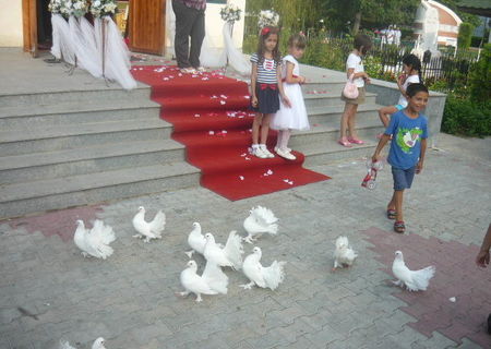 Porumbei albi pentru nunti si botezuri