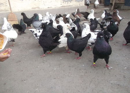 porumbei king