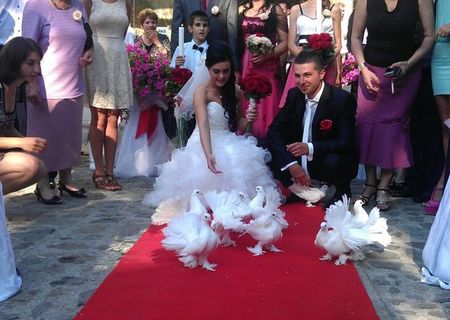 Porumbei pentru nunti