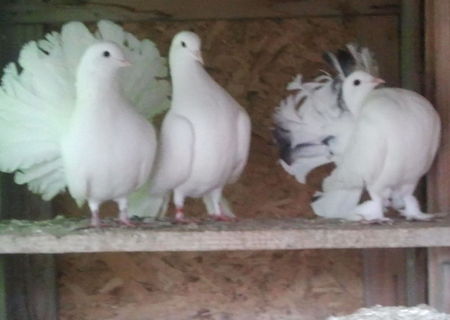 Porumbei voltati(pava)