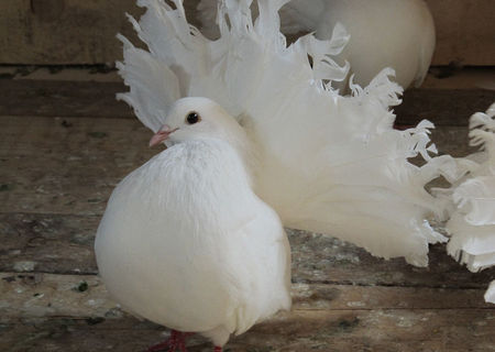 porumbita alba voltata