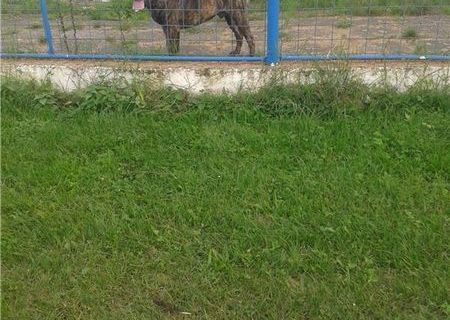 Presa canario pentru monta