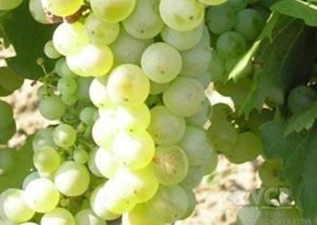 Producator vand vinuri 100% naturale Producator vand vinuri 100% naturale