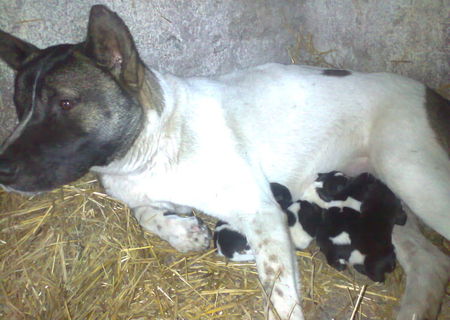 pui akita american