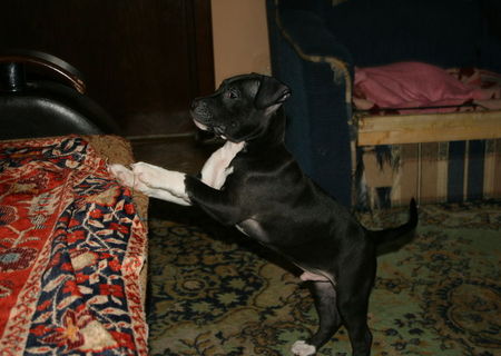 pui amstaff 10 saptamani
