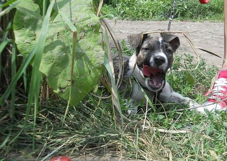 pui amstaff pui amstaff