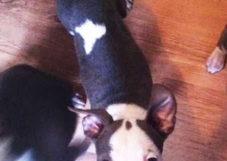 pui amstaff blue