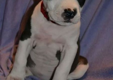 pui amstaff cu  pedigree