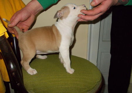 pui amstaff de vanzare