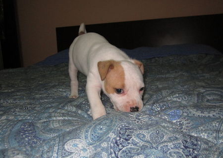 pui amstaff femela nascuta pe 25 noiembrie 2013
