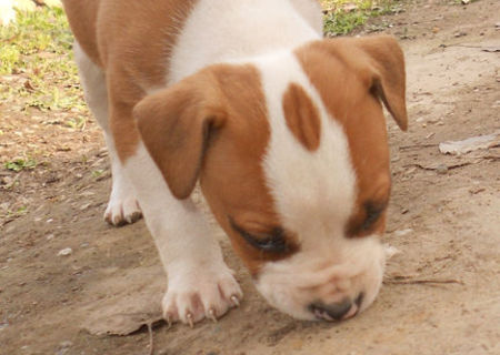 Pui AMSTAFF mascul de vanzare negociabil