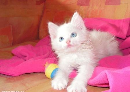 pui angora turceasca alb