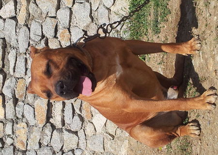 Pui Bandog pentru paza si protectie 110Euro Pui Bandog pentru paza si protectie 110Euro