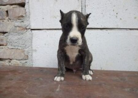 Pui bandog superb