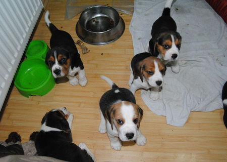 Pui Beagle