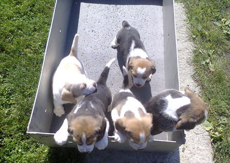 Pui Beagle cu pedigree Pui Beagle cu pedigree
