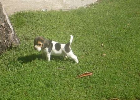 pui beagle tricolor