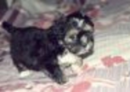pui bichon cu pechinez 200 ron