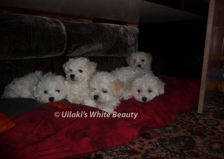 pui bichon cu pedigre(certificat de origine) pui bichon cu pedigre(certificat de origine)