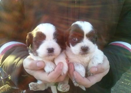 Pui bichon cu shih-tzu