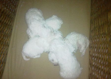 Pui Bichon Frise