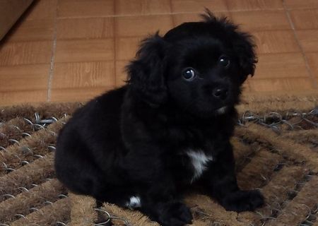 pui bichon havanese, 8 saptamani pui bichon havanese, 8 saptamani