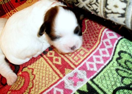 pui bichon havanez