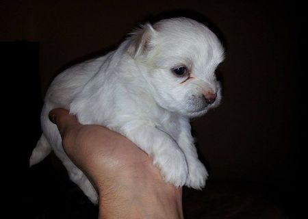 Pui Bichon Maltez Pui Bichon Maltez