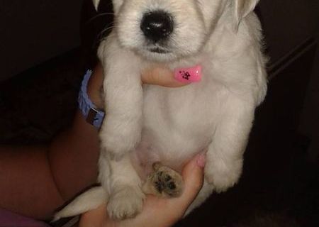 Pui Bichon Maltez