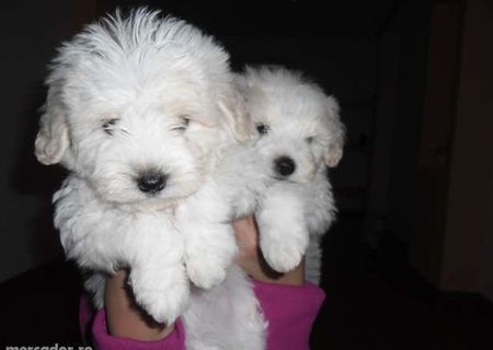pui bichon superbi