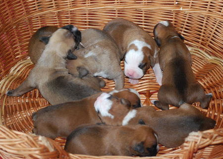 Pui boxer german Pui boxer german