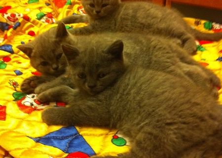 Pui British Shorthair