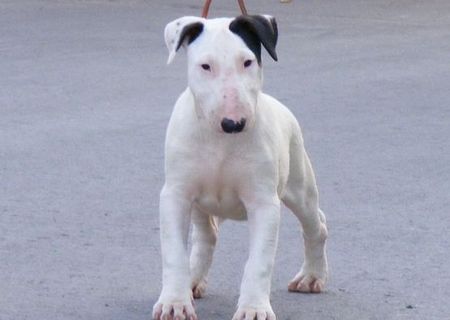 pui bull terrier