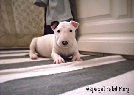 PUI BULL TERRIER disponibili PUI BULL TERRIER disponibili