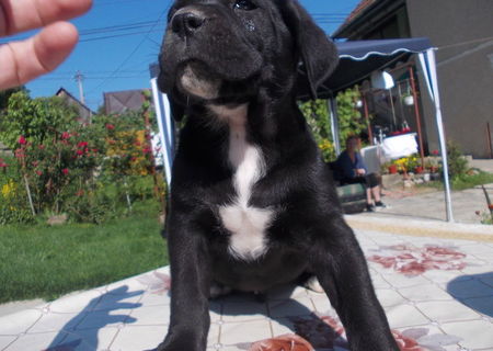 Pui cane corso