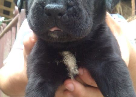 pui cane corso