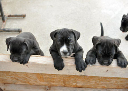 Pui Cane Corso