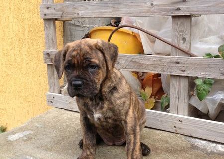 Pui Cane corso