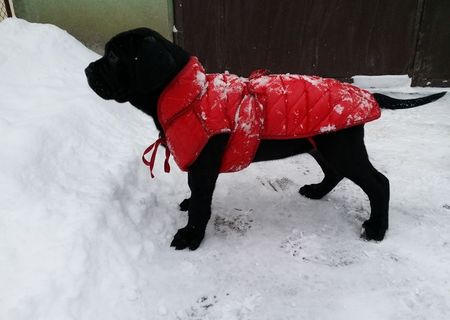 pui cane corso