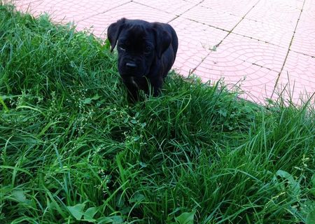 Pui Cane Corso cu Pedigree