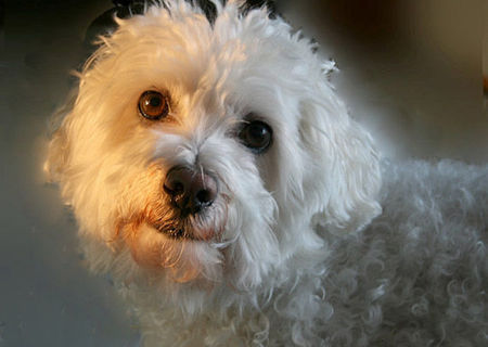 PUI CATEL BICHON