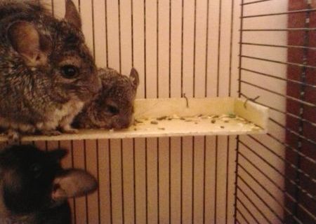 Pui chinchilla oferta