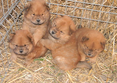 pui chow-chow