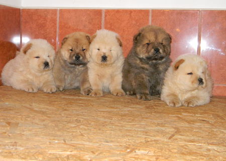 pui chow-chow